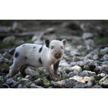 Curso de Manejo de la reproducción porcina a distancia