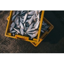 Curso de Preparación y venta de pescados a distancia