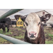 Curso de Optimización de recursos en la explotación ganadera de animales de renuevo, de reproductores para certificado