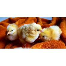 Curso de Control y manejo de huevos y pollos recién nacidos en la explotación avícola para certificado