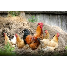 Curso de Optimización de recursos en la explotación avícola para certificado